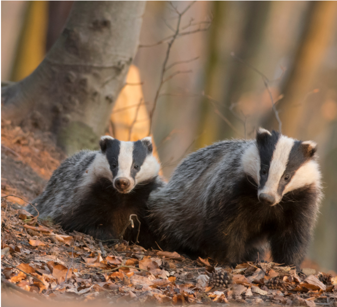 Protected species inspection around a property in Dublin